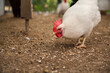 © Austockphoto - Large white leghorn laying hen pecking at pellets on the ground