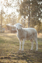 Portrait Of A Single White Dorper Sheep In A Paddock On A Cold Morning