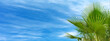Palm tree leaves against blue cloudy sky beautiful tropical background. Summer background, vacaton, travel concept, copy space. Banner, header for web site, cover for social media, touristic business