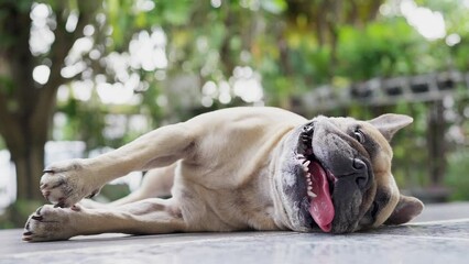 Wall Mural - Panting dog with tongue sticking out lying on the floor.