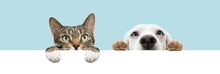 Banner Summer Pets , Cat And Dog Hiding And Hanging Paws Over A Blank. Isolated On Blue Pastel Background.