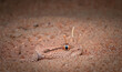 Arabian horned viper snake in desert 