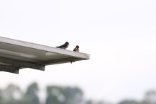 Pair Of Pacific Swallows