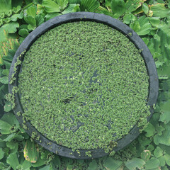 Small green leafy floating plants in a mini bowl pond at garden