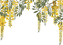 Cassia Fistula Or Golden Shower Flowers Watercolor With Transparent Background