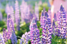 Purple Flowers At Sunset. Lupine Field. A Field Of Wild Colorful Lupine Flowers. 