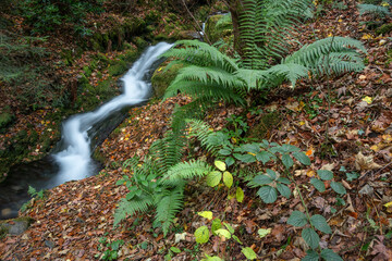 Wall Mural - Stunning waterfall landscape image in vibrant Autumn woodland in Lake District