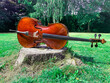 Cello on treestump in the park on a sunny day