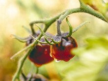 Culture De Tomates Noires Et Rouges Et Bien Mûres Après Une Averse Dans Le Jardin D'un Particulier En Carré Potager