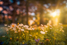 Beautiful Natural Colorful Forest Field Early Autumn Season. Meadow Nature Sunset Blooming Daisy Flowers, Sun Rays Beams. Closeup Blur Bokeh Woodland Forest Nature. Idyllic Panoramic Floral Landscape