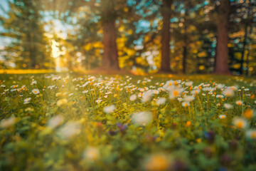 Wall Mural - Beautiful natural colorful forest field early autumn season. Meadow nature sunset blooming daisy flowers, sun rays beams. Closeup blur bokeh woodland forest nature. Idyllic panoramic floral landscape