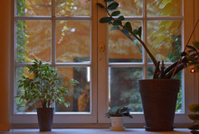 Okno Z Roślinami Doniczkowymi