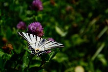 Portrait Of A Butterfly Scarce Swallowtail (Iphiclides Podalirius) In Summer In South Bohemia