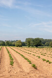 Fototapeta Lawenda - Ploughed fields in the summertime.