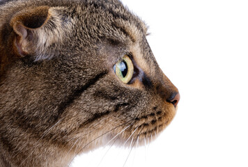 Canvas Print - tabby cat close-up