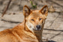Dingo (Canis Familiaris Dingo, Canis Dingo, Canis Lupus Dingo) Head Portrait