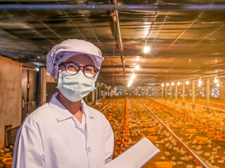 Wall Mural - The woman in the chicken agribusiness