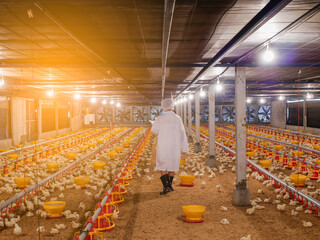 Wall Mural - The woman in white cloth walking in the chicken farming