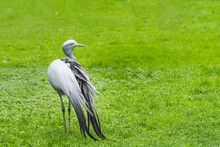 African Blue Crane Close-up On A Green Grass Background