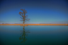 Lone Cypress Tree Highway 1 Piggott, Arkansas   A Lone Cypress Tree.  It Looks Lonely Standing There Mirrored By The Calm Surface. 