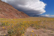 © angeldibilio - Death Valley shown during spring blooming, lots of yellow wildflowers on desert floor. Photo taken during a windy afternoon with storm clouds.