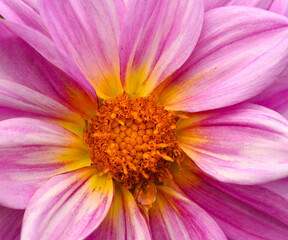 Sticker - Beautiful details of a pink dahlia