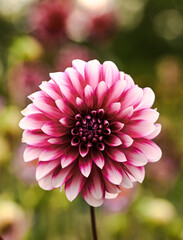 Sticker - Beautiful close-up of a white and purple dahlia