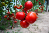 Fototapeta Kuchnia - pomidor Solanum lycopersicum. hodowla. rolnictwo, kuchnia