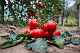 Fototapeta Fototapety do kuchni - pomidor Solanum lycopersicum. hodowla. rolnictwo, kuchnia