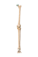 Wall Mural - accurate anterior or front view of the leg or lower limb bones of the human skeletal system isolated