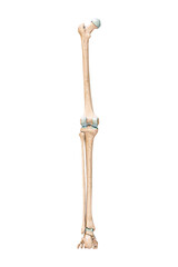 Wall Mural - accurate posterior or rear view of the leg or lower limb bones of the human skeletal system isolated
