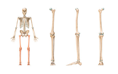 Wall Mural - accurate leg or lower limb bones of the human skeletal system or skeleton isolated on white backgrou