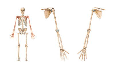 Wall Mural - accurate bones of the arm or upper limb of the human skeletal system or skeleton isolated on white b