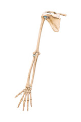 Wall Mural - accurate posterior or rear view of the arm or upper limb bones of the human skeletal system isolated