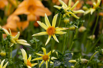 Canvas Print - Beautiful late summer and fall flower garden