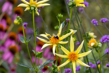 Sticker - Yellow Dahlia Flowers closeup, star shaped with eight petals.