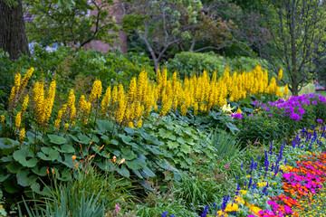 Wall Mural - The Rocket Golden Ray (Ligularia stenocephala). The Rocket is a great plant for moist, shady gardens. Blooms In mid-summer, huge bright yellow flower spikes that are fragrant. Favorite for hummingbird