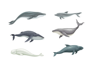 whale as aquatic placental marine mammal with flippers and large tail fin vector set