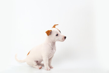 Wall Mural - a jack russell terrier puppy on a white background. cover, image on the package.