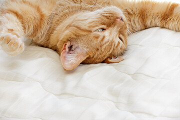 Wall Mural - Red cat lounging upside down on a white sheet