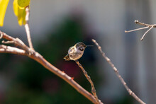 Anna's Hummingbird Resting On A Tree Branch