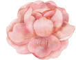 Peony flower watercolor with transparent background