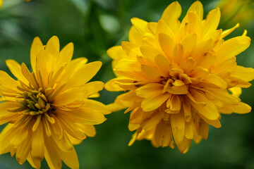 Blooming Rudbeckia laciniata, or golden balls in the garden close-up. High quality photo