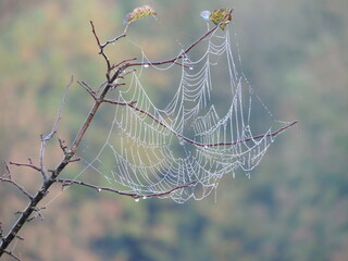 spider web with dew