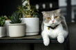 Scottish Fold white-grey pattern put on a necklace and a bell in the black table Along with a white pot with cactus plants. Purebred female cat beautiful and cute