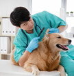 © Aree - Close up shot of veterinarian examining a golden retriever in vet clinic.