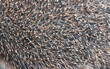 Surface texture of hedgehog needles.