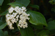 Flowering ornamental viburnum.