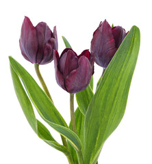 Wall Mural - Three purple tulips.