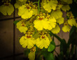 Yellow Oncidium Orchid Flowers